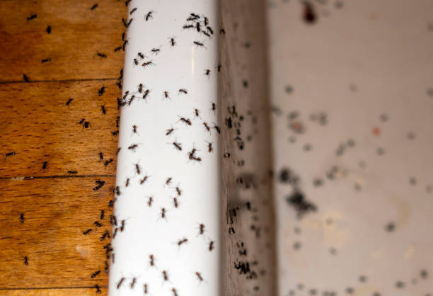 Best Commercial Pest Control Services  in Polk City, IA