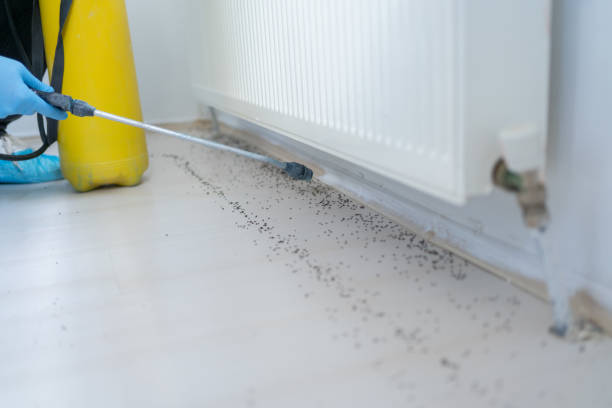 Best Rat Extermination Near Me  in Polk City, IA